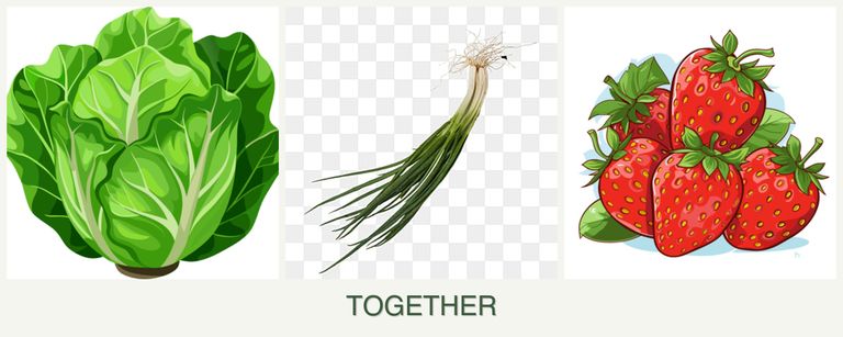 Can you plant lettuce, chives and strawberries together?