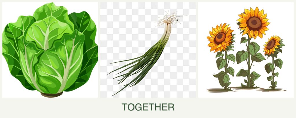 Can you plant lettuce, chives and sunflowers together?