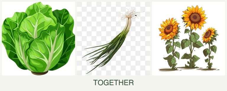 Can you plant lettuce, chives and sunflowers together?