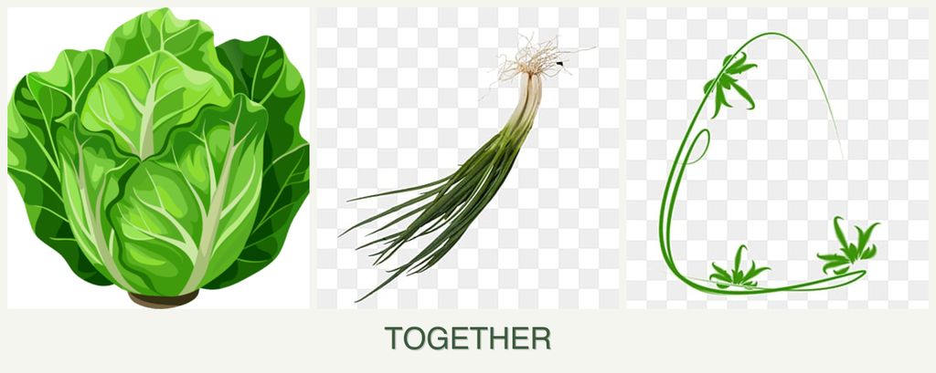 Can you plant lettuce, chives and tarragon together?