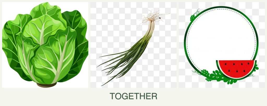 Can you plant lettuce, chives and watermelons together?
