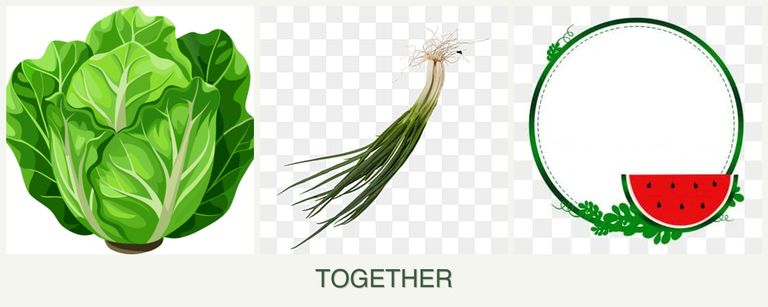 Can you plant lettuce, chives and watermelons together?