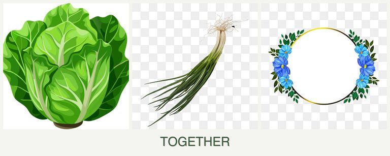 Can you plant lettuce, chives and zinnias together?