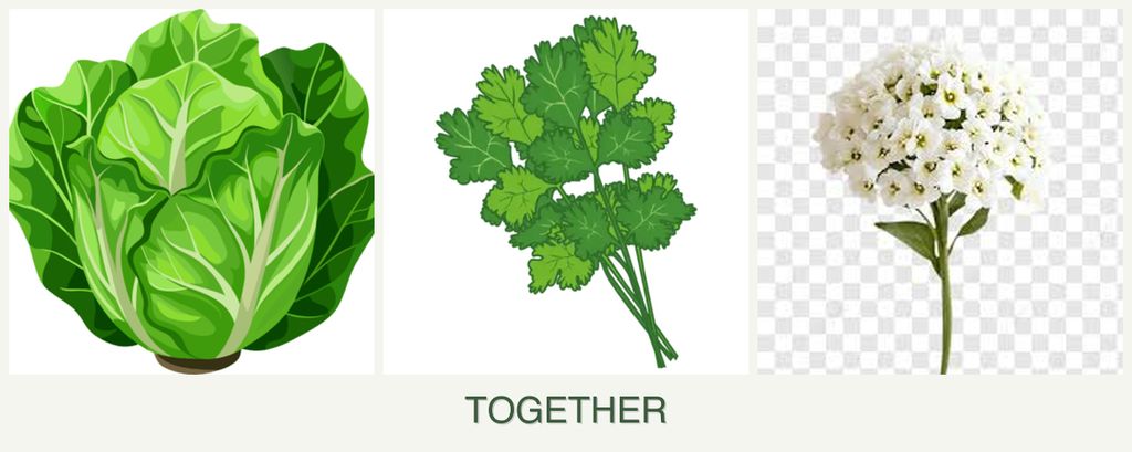 Can you plant lettuce, cilantro and alyssum together?