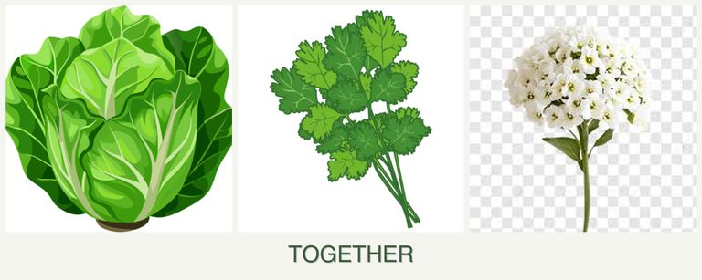 Can you plant lettuce, cilantro and alyssum together?