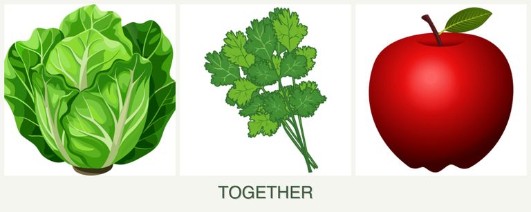 Can you plant lettuce, cilantro and apples together?