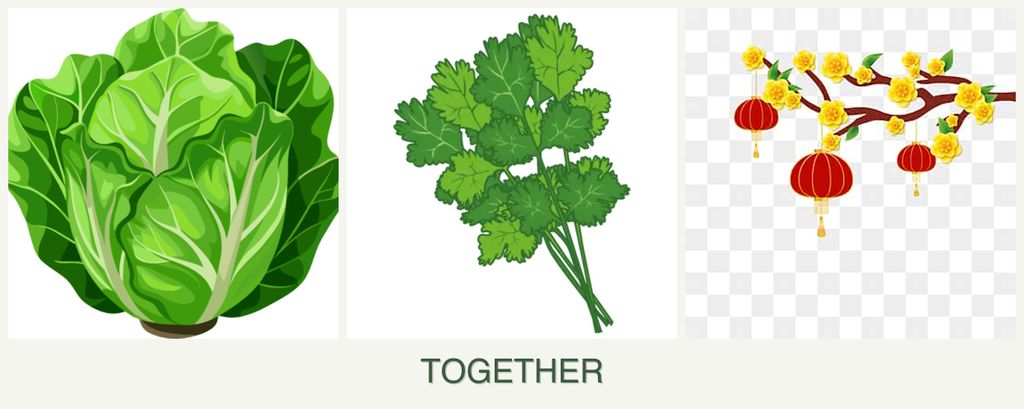 Can you plant lettuce, cilantro and apricots together?
