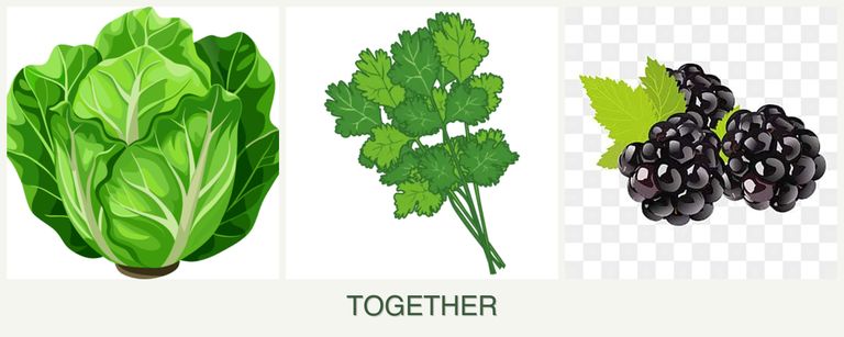 Can you plant lettuce, cilantro and blackberries together?