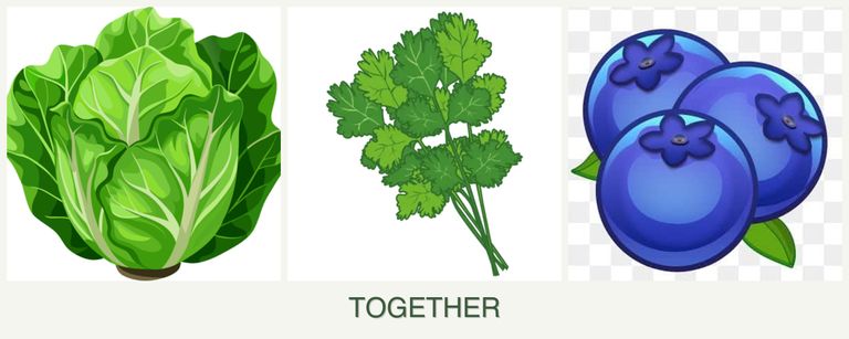 Can you plant lettuce, cilantro and blueberries together?