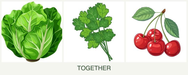Can you plant lettuce, cilantro and cherries together?
