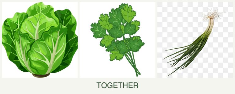 Can you plant lettuce, cilantro and chives together?