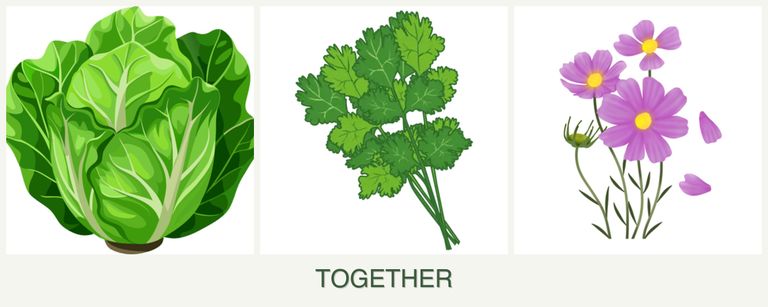 Can you plant lettuce, cilantro and cosmos together?