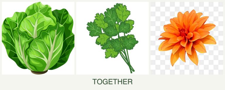 Can you plant lettuce, cilantro and dahlias together?