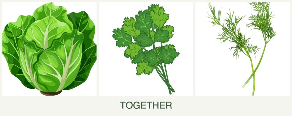 Can you plant lettuce, cilantro and dill together?