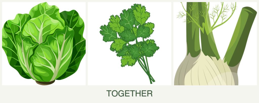 Can you plant lettuce, cilantro and fennel together?