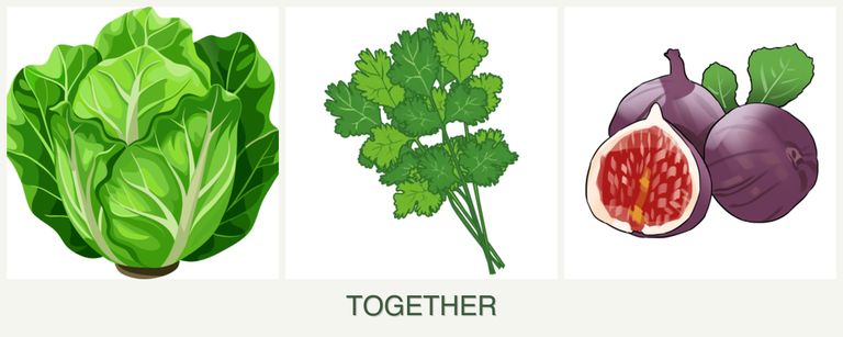 Can you plant lettuce, cilantro and figs together?