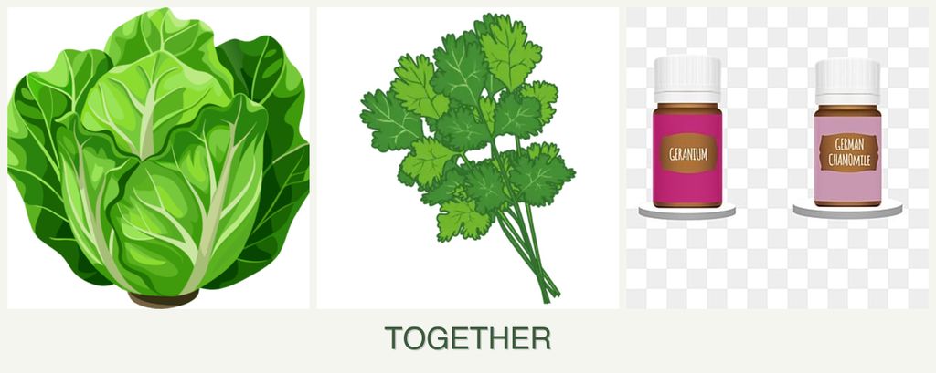 Can you plant lettuce, cilantro and geraniums together?