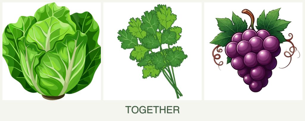 Can you plant lettuce, cilantro and grapes together?