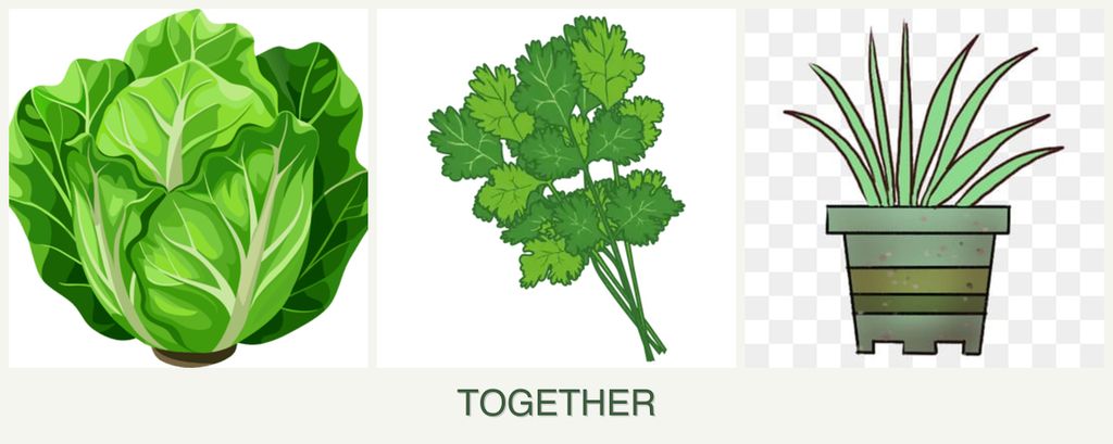 Can you plant lettuce, cilantro and lemongrass together?