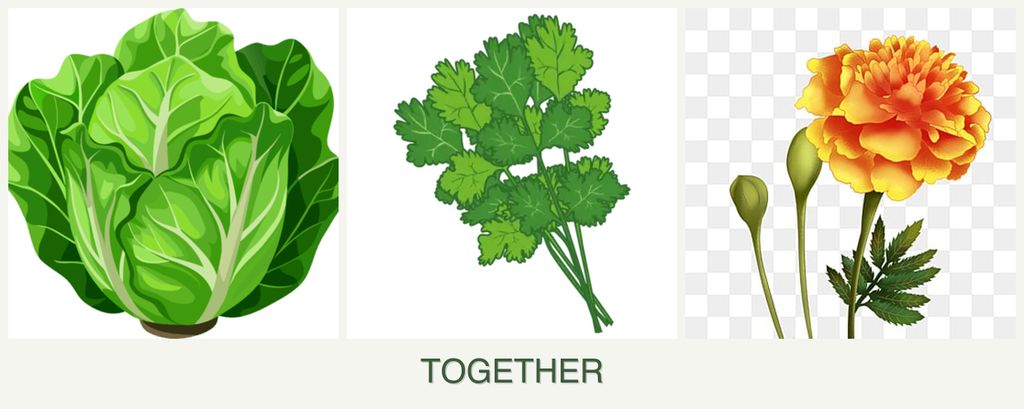 Can you plant lettuce, cilantro and marigolds together?