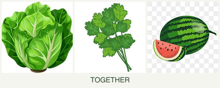 Can you plant lettuce, cilantro and melons together?