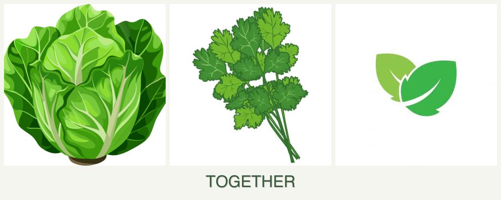 Can you plant lettuce, cilantro and mint together?