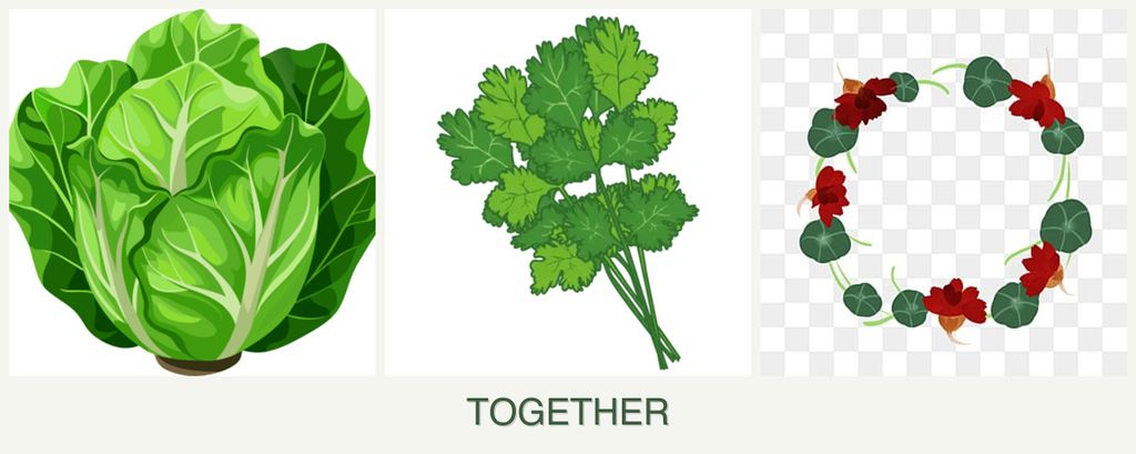 Can you plant lettuce, cilantro and nasturtiums together?