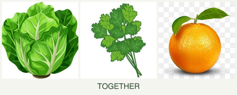 Can you plant lettuce, cilantro and oranges together?