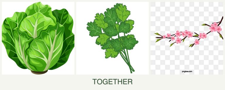 Can you plant lettuce, cilantro and peaches together?