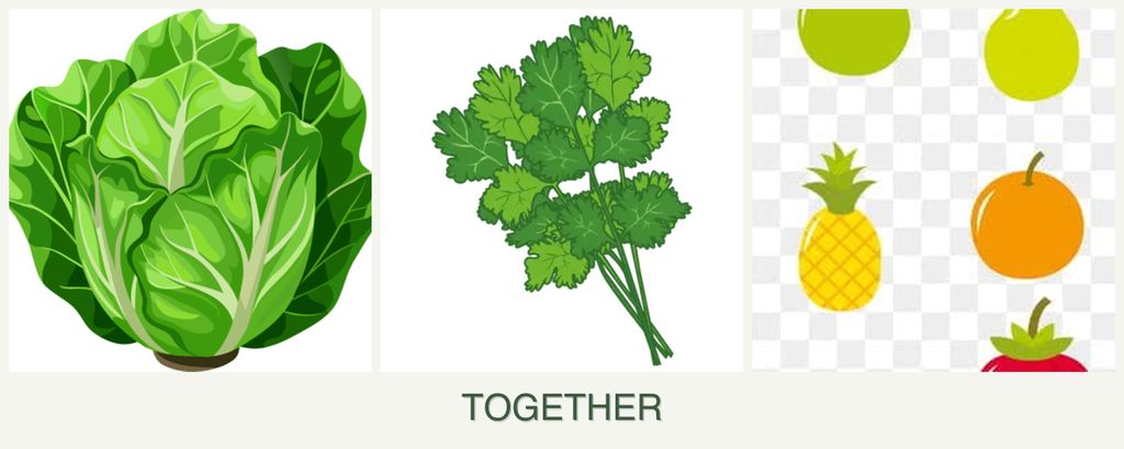 Can you plant lettuce, cilantro and pears together?