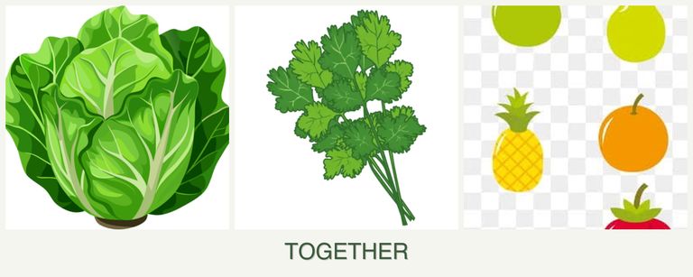 Can you plant lettuce, cilantro and pears together?