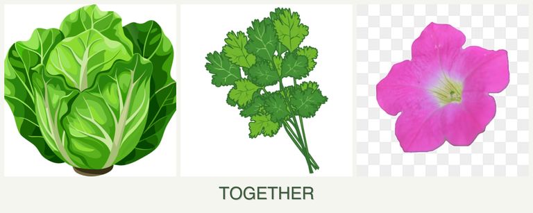 Can you plant lettuce, cilantro and petunias together?