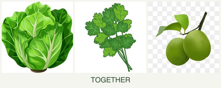 Can you plant lettuce, cilantro and plums together?