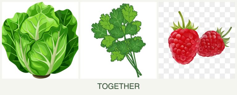 Can you plant lettuce, cilantro and raspberries together?