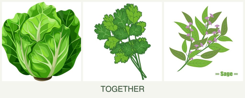Can you plant lettuce, cilantro and sage together?