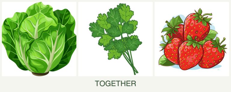 Can you plant lettuce, cilantro and strawberries together?