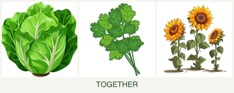 Can you plant lettuce, cilantro and sunflowers together?