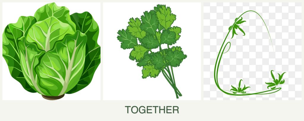 Can you plant lettuce, cilantro and tarragon together?
