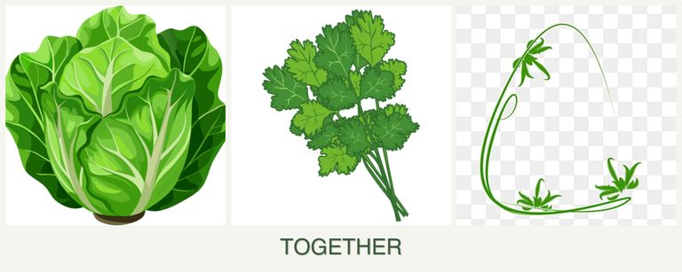 Can you plant lettuce, cilantro and tarragon together?