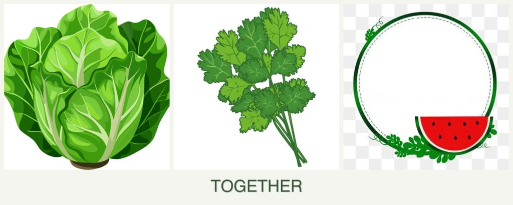Can you plant lettuce, cilantro and watermelons together?