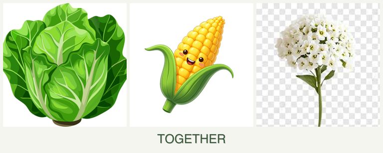 Can you plant lettuce, corn and alyssum together?