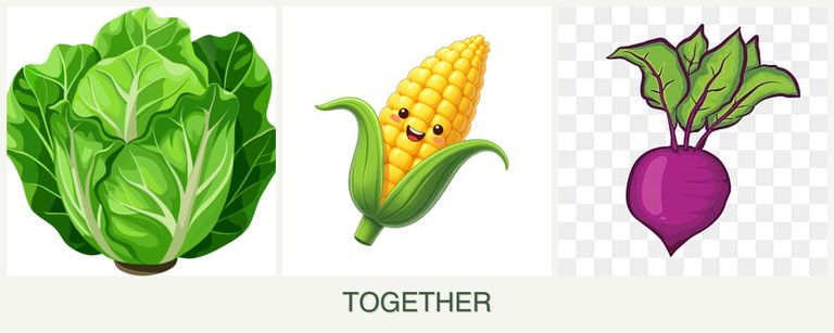 Can you plant lettuce, corn and beets together?