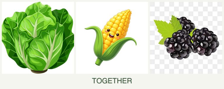 Can you plant lettuce, corn and blackberries together?