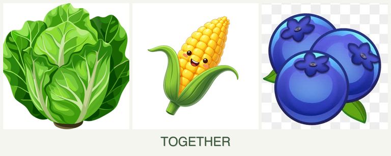 Can you plant lettuce, corn and blueberries together?