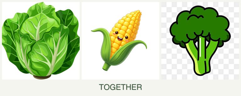 Can you plant lettuce, corn and broccoli together?