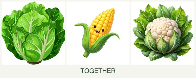 Can you plant lettuce, corn and cauliflower together?