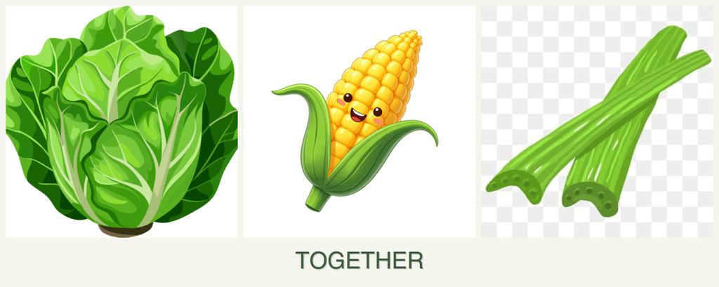 Can you plant lettuce, corn and celery together?