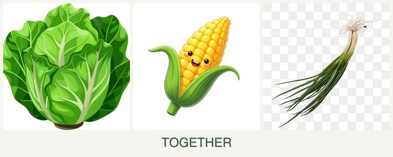 Can you plant lettuce, corn and chives together?