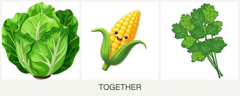 Can you plant lettuce, corn and cilantro together?