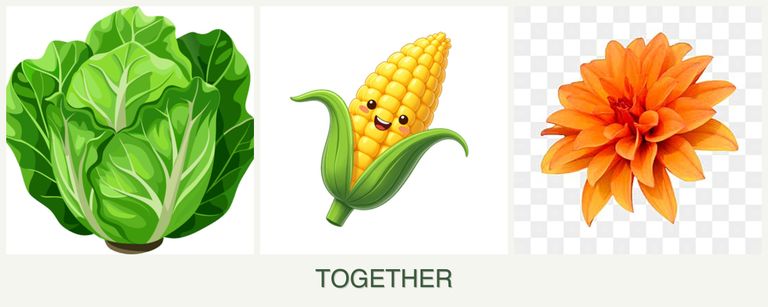 Can you plant lettuce, corn and dahlias together?